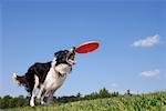 Dog Catching Frisbee