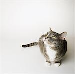 Portrait of Grey Tabby Cat