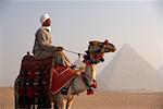 Pilote le chameau, pyramides de Gizeh, Giza, Égypte