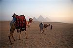 Hommes conduisant les chameaux dans le désert, les pyramides de Giza, Giza, Égypte