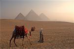 Man führt Kamel in der Wüste, Pyramiden von Gizeh, Giza, Ägypten