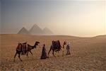 Riders Leaing Camels, Giza Pyramids, Giza, Egypt