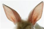 Close-up of rabbit ears