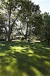 Trees in Yard