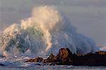 Wave Crashing on Reef, North Shore, Oahu, Hawaii, USA