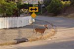 Deer Crossing Road, Guerneville, California, USA