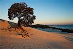 Arbre solitaire sur la plage, Moreton Island, Queensland, Australie