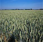 Green Wheat Field, Gapinge, Netherlands