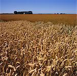 Overview of Flax Field