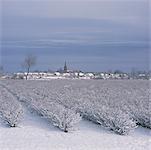 Blackberry Bushes in Snow, Holland