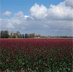Tulip Field, Nieuwerkerk, Netherlands