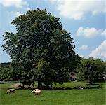 Tree in Field