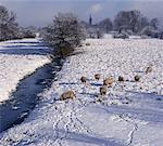 Vue d'ensemble des Moutons paissant par Creek, Nisse, Pays-Bas