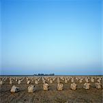 Field with Sacks, near Brouwershaven, Netherlands