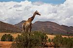 Giraffe, South Africa