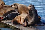 Seals Sunning Themselves