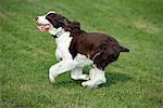 Springer Spaniel en cours d'exécution sur l'herbe