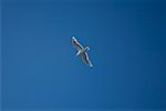 Mouette dans le ciel