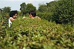 Couple Talking Over Hedge