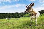 Vaches en Nouvelle Zélande, champ