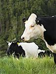 Cows Grazing, New Zealand