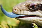 Close-Up of Blue Tongued Skink