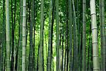 Bamboo Forest, Hangzhou, China