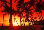 Silhouette de palmiers sur la plage, Hawaii, USA