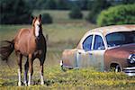 Cheval près d'une voiture