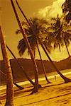 Palmiers sur la plage, Caraïbes