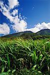 Feld auf eine Landschaft, Hawaii, USA