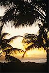 Vue de l'angle faible de palmiers sur la plage, Hawaii, USA