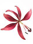 Burgundy Oriental Lily