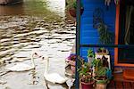 Swans, Amsterdam, Holland