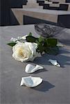 A White Rose at The Memorial to the Murdered Jews of Europe, Berlin, Germany