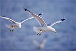 Ring Billed Gulls