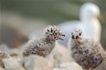 Ring Billed Gull Fledgelings