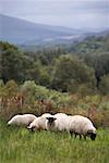 Moutons dans les pâturages, Écosse