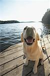 Hunde Sitting auf Dock, Three-Mile-See, Muskoka, Ontario, Kanada