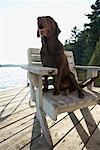 Chien assis sur le quai, trois Mile Lake, Muskoka, Ontario, Canada