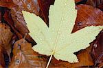 Sycamore Leaf