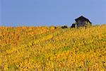 Vignoble du Bade-Wurtemberg, Allemagne du Sud, Allemagne,