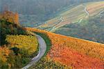 Vignoble du Bade-Wurtemberg, Allemagne du Sud, Allemagne,