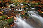 Brook, Nationalpark Bayerischer Wald, Bayern, Deutschland