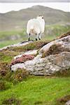 Sheep, Isle of Lewis, Scotland