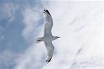 Seagull Flying