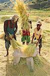 Jungen Worfeln Reis, Madagaskar