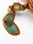 Bleu jambe de Crab Claw