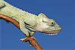 Natal Midlands Dwarf Chameleon