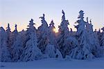 Schneebedeckte Bäume bei Sonnenaufgang, Schwarzwald, Baden-Württemberg, Deutschland